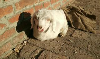 小反刍兽疫的临床症状 小反刍兽疫的临床症状