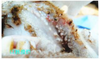 小反刍兽疫的临床症状 小反刍兽疫的临床症状