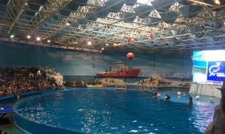 青岛极地海洋世界旅游攻略