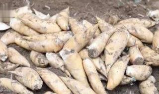 冬笋每斤40元价格贵过肉