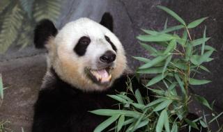 丫丫在美国经历了什么