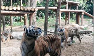 八达岭老虎伤人视频