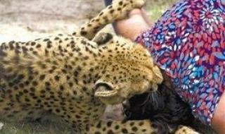 八达岭老虎伤人视频